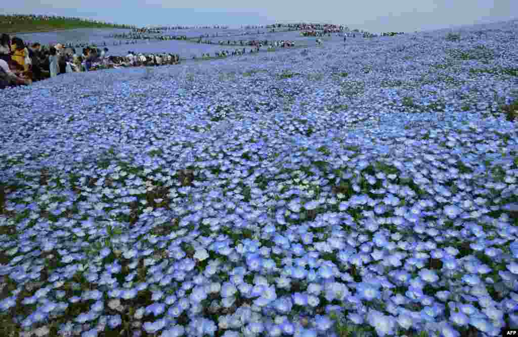 Orang-orang melintas di bukit yang ditumbuhi dengan bunga-bunga nemophila yang sedang mekar di Hitachi Seaside Park yang terletak di Hitachinaka, Prefektur Ibaraki, Jepang.