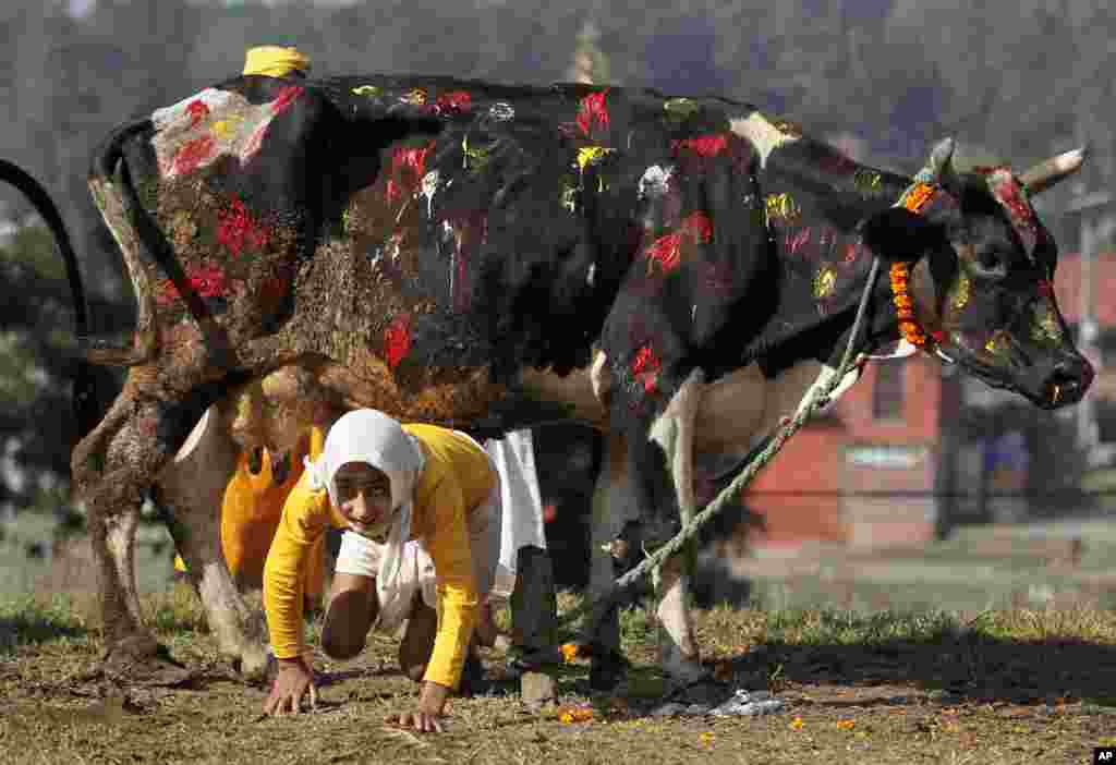 Seorang pendeta Hindu merangkak di bawah seekor sapi sebagai bagian dari ritual ibadah pada festival keagamaan Tihar di Kathmandu, Nepal.