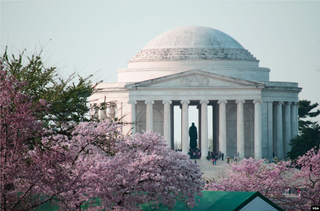 Jefferson Memorial tampak dari balik bunga sakura yang sedang merkah di sepanjang Tidal Basin di Washington, DC, 13 April 2014. (Elizabeth Pfotzer/VOA)