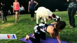 Yavru Keçilerle Yoga Dersi