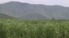 A sugar farm belonging to CPP Senator Ly Yong Phat, in Kampong Speu province, Cambodia, August 24, 2018. (Sun Narin/VOA Khmer)