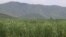 A sugar farm belonging to CPP Senator Ly Yong Phat, in Kampong Speu province, Cambodia, August 24, 2018. (Sun Narin/VOA Khmer)