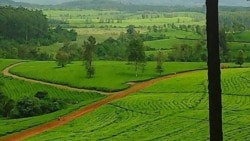 የኢሉባቦር አሌ ወረዳ ነዋሪዎች ከጉመሮ ሻይ ፋብሪካ በቂ ጥቅም አናገኝም ሲሉ ቅሬታቸዉን አሰሙ