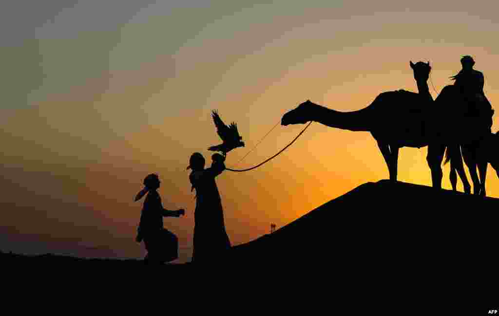 阿联酋驯鹰者2018年12月8日在阿布扎比西南约100公里的猎鹰保护区放飞猎鹰（falcon）。