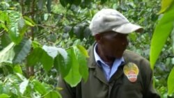 New Challenges Force Kenya Farmers to Replace Coffee Crop