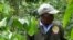 New Challenges Force Kenya Farmers to Replace Coffee Crop