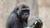 Kamilah, a 34-year old female lowland gorilla who lives in the San Diego Zoo, is the first gorilla to have her genome sequenced. 