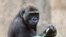 Kamilah, a 34-year old female lowland gorilla who lives in the San Diego Zoo, is the first gorilla to have her genome sequenced. 