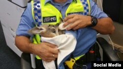 کیوجو کانگوروی نجات یافته استرالیا