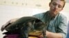 FILE - Wildlife Conservation Society Field Veterinarian Martin Gilbert from Britain holds an extremely rare Cambodian 'royal' turtle at his house in Phnom Penh on July 21,2005.