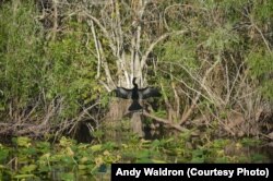 Anhingas, also called snake birds, spread their wings to air-dry them between dives, and absorb heat.
