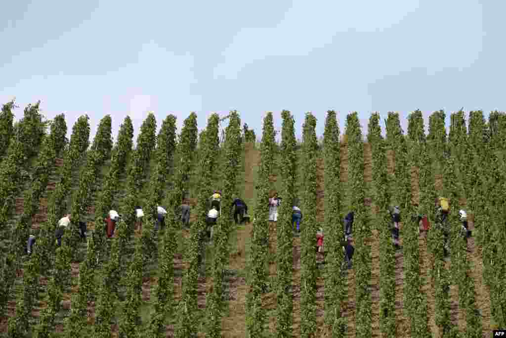 Warga memanen anggur di kebun anggur kota Ampuis, dekat Lyon, Perancis tenggara.