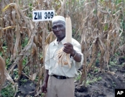 FILE - Farmer Bamusi Stambuli from Balaka, Malawi, shows off a healthy ear of maize, a staple crop for more than 900 million people worldwide.