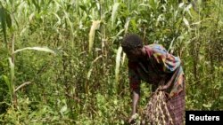 FILE -Wata mata a gonarta Nov. 11, 2009. 