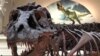 Kerangka T-Rex Terutuh di Dunia akan Dilelang 