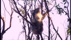 澳大利亚考拉太多树不足