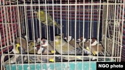 Uhvaćene ptice (Foto: Društvo za zaštitu i proučavanje ptica Srbije)