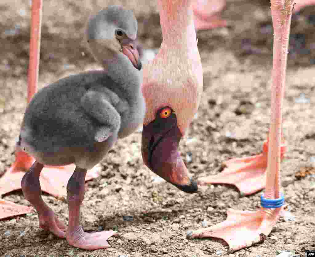 A one-week-old lesser flamingo stands next to a parent at the zoo in Karlsruhe, southwestern Germany.