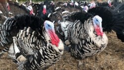 Aadaan Indaaqqoo Tarkii Guyyaa Galataa Ameerikaa Qalma Irraa Baraaramtuu Maali?