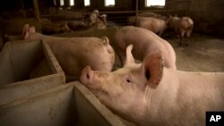 图为中国北方河北省庞的一个养猪场。在中国爆发非洲猪瘟后，猪肉供应量大跌。（2019年5月8日）