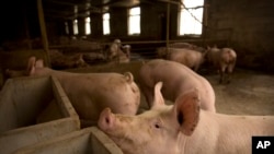 2019年5月8日在河北省庞各庄的一家养猪场内的生猪。非洲猪瘟在中国导致大量猪病亡，并波及到全球肉类市场价格。