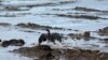 Seekor burung dengan sayap yang terkena tumpahan minyak di pantai Refugio, sebelah utara Goleta, California (21/5). (AP/Jae C. Hong)