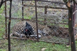 ოკუპირებულ აფხაზეთში დატყვევებული ლეოპარდი, ლიხნი, 2017 წელი