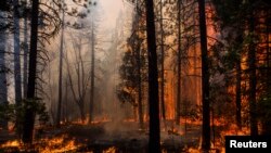 آگ کیلی فورنیا کے مشہور 'یوسمائیٹ نیشنل پارک' تک پہنچ گئی ہے