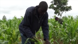 Malawi Farmers Turn to Traditional Methods Against Fall Armyworm