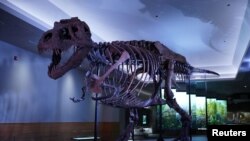 The Tyrannosaurus rex dubbed Sue, the largest and best-preserved example of this well-known meat-eating dinosaur, is pictured in its new exhibition suite at the Field Museum in Chicago, Illinois, U.S. in this photo released on Dec. 18, 2018. 