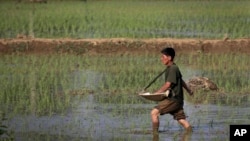 资料照片：朝鲜平壤的一名农民正在给稻田施肥。（2017年6月13日）