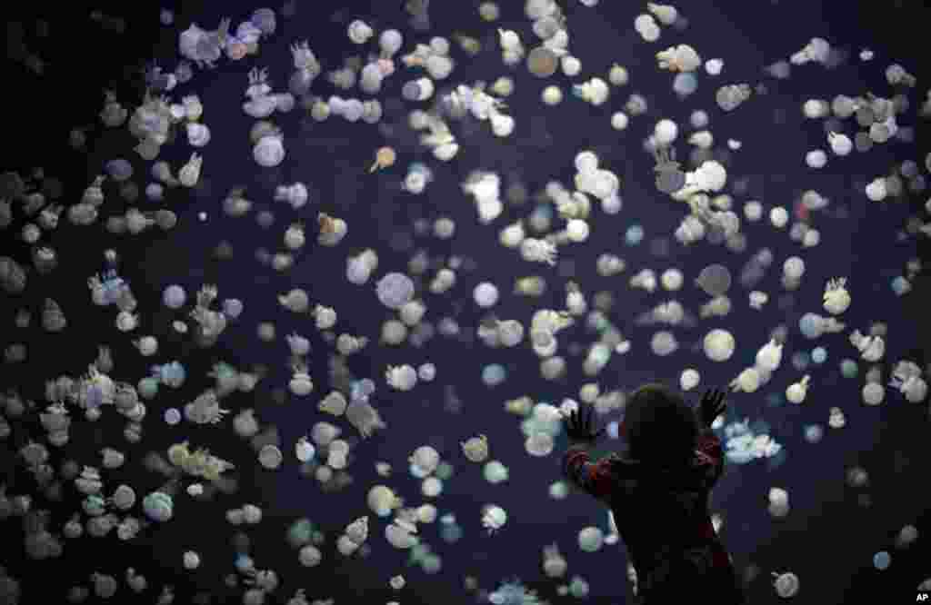 Seorang anak mengamati ubur-ubur berenang di dalam sebuah tangki besar di Aquarium Vancouver, British Columbia,16 Mei 2013.
