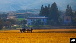 북한 강원도 원산의 협동농장에서 수확기를 맞아 주민들이 소를 끌고 이동하고 있다. (자료사진)