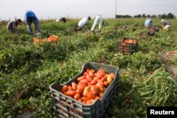 FILE - Farm workers pick tomatoes in the countryside near the town of Foggia, southern Italy.