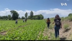 Meclis Jinan ya HDP li Seranserî Tirkiye Serdana Jinen Pale Kir