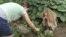 Shannon Kline and her daughter Alice are picking the last of the summer harvest from the family's vegetable garden, in Baltimore, August 2012.