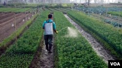 一名农民在河内郊外的菜地喷洒化学农药。