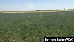 ምእካብ ምህርቲ ሓረስቶት ንኡስ ዞባ መንደፈራ 