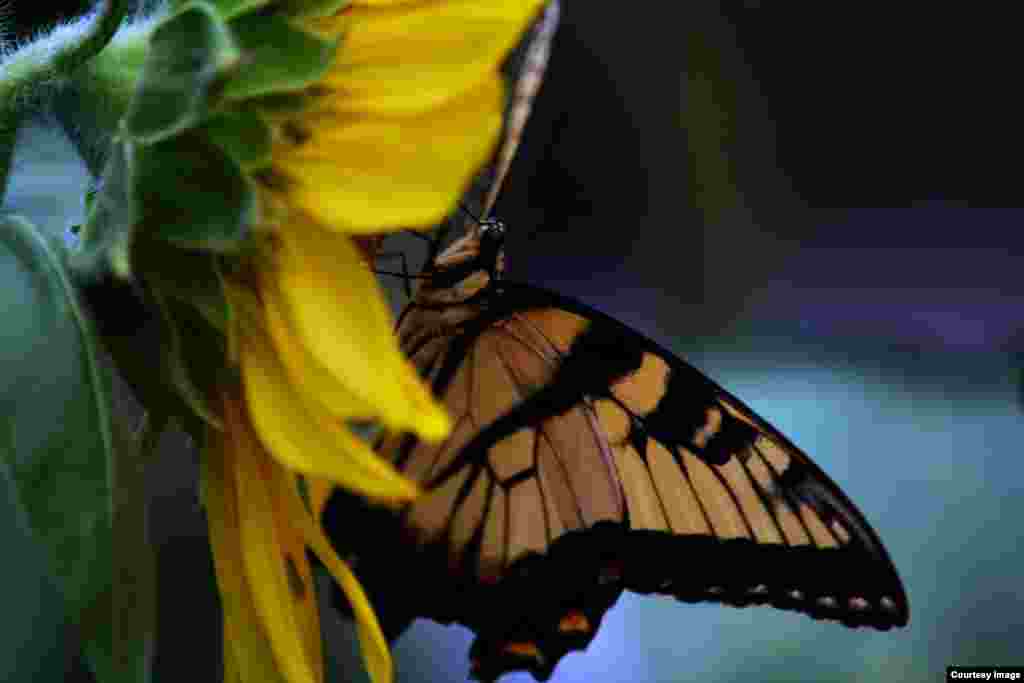 A Monarch butterfly enjoys sunflower nectar in a garden in Fairfax, Virginia. (Photo by Diaa Bekheet)