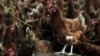 FILE - Chickens with H5N1 virus.