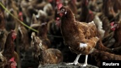 FILE - Chickens with H5N1 virus.