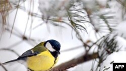 Azərbaycanda hava qarlı-çovğunludur