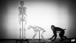 FILE - Skeletons of a human and a monkey await installation at the Steinhardt Museum of Natural History in Tel Aviv, Israel on Monday, Feb 19, 2018. (AP Photo/Oded Balilty, File)