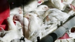 นักวิัจัยพบวิธีแปรรูป 'ขนไก่' เป็นวัสดุแบบใหม่ใช้ประโยชน์ได้หลายอย่าง