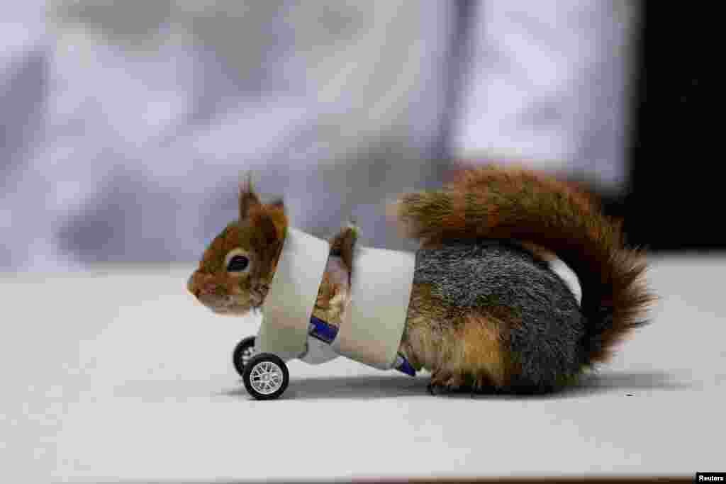 សត្វ​កំប្រុក​មួយ​ក្បាល​អង្គុយ​បន្ទាប់​ពី​ការ​វះ​កាត់ដៃជើង​​របស់​ខ្លួន​នៅ​សាកល​វិទ្យាល័យ​ Aydin ក្នុង​ទីក្រុង​អ៊ីស្តង់ប៊ុល ប្រទេស​តួកគី​កាលពី​ថ្ងៃទី​០៣ មេសា ២០១៨។