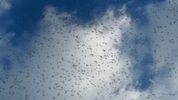 Boorannii awwaanisa biibbii,qorqooroo fi jarekeennii itti dhaanee ibidda itti aarsee ufi irraa dhowwuutti jira