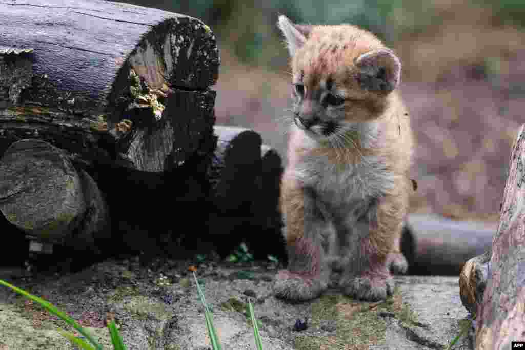 프랑스 파리 동물원에서 새끼 퓨마가 놀고 있다. 