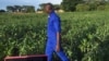 An agriculture extension worker in Zambia inspects maize fields in the wake of an armyworm invasion. (Courtesy - Derrick Sinjela in Zambia)