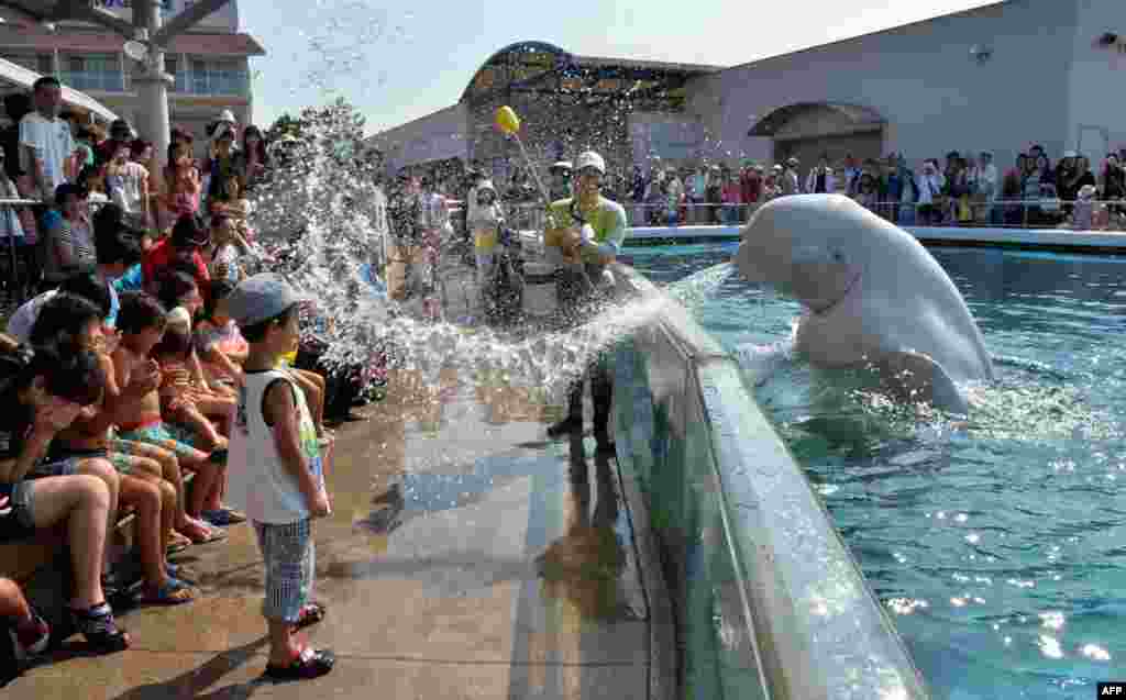 Seekor paus beluga menyemprotkan air ke arah para pengunjung di akuarium Hakkeijima Sea Paradise di Yokohama, pinggiran kota Tokyo, Jepang.