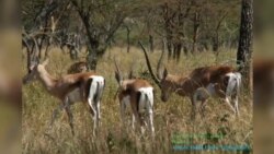 የአየር ንብረት ለውጥ በመካከለኛው ስምጥ ሸለቆ በሰውና እንስሳት ላይ ጉዳት እያደረሰ ነው